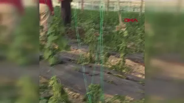 ANTALYA'DA HORTUM SERAYA ZARAR VERDİ ANTALYA'DA HORTUM SERAYA ZARAR VERDİ