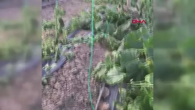 ANTALYA'DA HORTUM SERAYA ZARAR VERDİ ANTALYA'DA HORTUM SERAYA ZARAR VERDİ