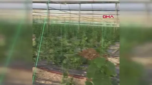 ANTALYA'DA HORTUM SERAYA ZARAR VERDİ ANTALYA'DA HORTUM SERAYA ZARAR VERDİ