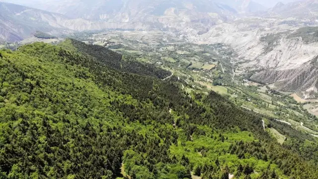 Artvin'de kene vakaları artmaya devam ediyor Artvin'de kene vakaları artmaya devam ediyor