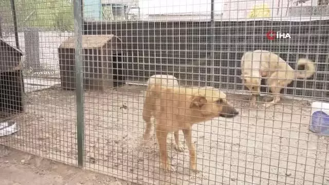 Büyükşehir'den sokak hayvanları için sıcak yuva Büyükşehir'den sokak hayvanları için sıcak yuva
