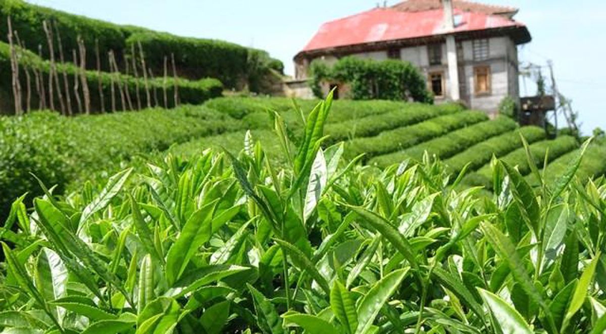Çay alım fiyatı ne kadar oldu? 2021 çay alım fiyatları kaç tl? Çay alım fiyatı kilo başına kaç tl oldu?