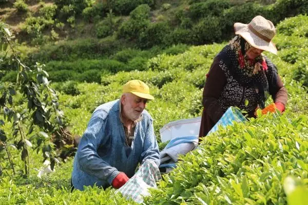 RİZE DOĞU KARADENİZ'DE YAŞ ÇAY HASADI BAŞLADI RİZE DOĞU KARADENİZ'DE YAŞ ÇAY HASADI BAŞLADI