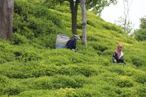 RİZE DOĞU KARADENİZ'DE YAŞ ÇAY HASADI BAŞLADI RİZE DOĞU KARADENİZ'DE YAŞ ÇAY HASADI BAŞLADI