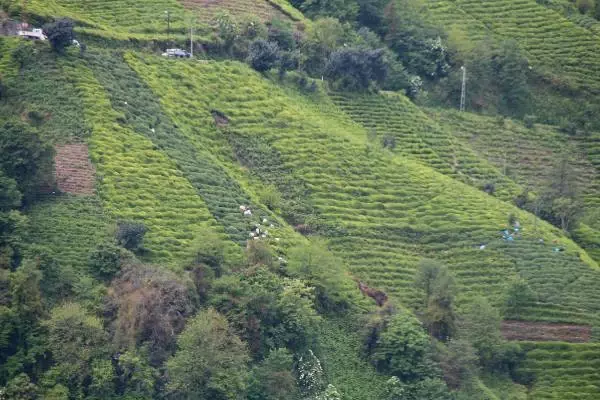 RİZE DOĞU KARADENİZ'DE YAŞ ÇAY HASADI BAŞLADI RİZE DOĞU KARADENİZ'DE YAŞ ÇAY HASADI BAŞLADI