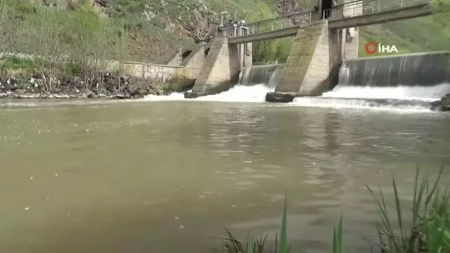 Son dakika haber! Kars'ta inci kefallerinin ölüm göçü sürüyor Son dakika haber! Kars'ta inci kefallerinin ölüm göçü sürüyor