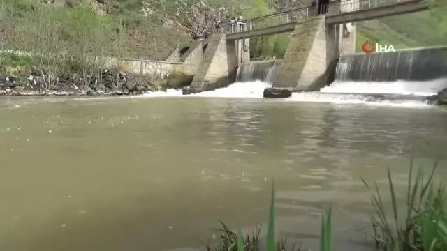 Son dakika haber! Kars'ta inci kefallerinin ölüm göçü sürüyor Son dakika haber! Kars'ta inci kefallerinin ölüm göçü sürüyor