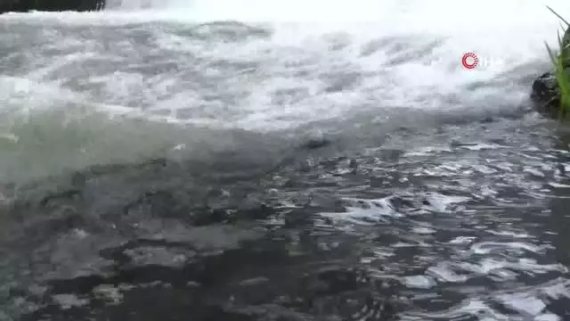 Son dakika haber! Kars'ta inci kefallerinin ölüm göçü sürüyor Son dakika haber! Kars'ta inci kefallerinin ölüm göçü sürüyor