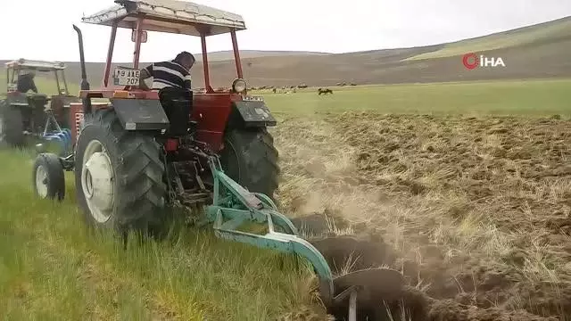 Kuraklık ürünleri yaktı, tarlalar otlak oldu