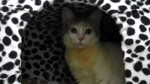 Leyla isimli kedi FIP virüsüyle yaşam savaşı veriyor Leyla isimli kedi FIP virüsüyle yaşam savaşı veriyor