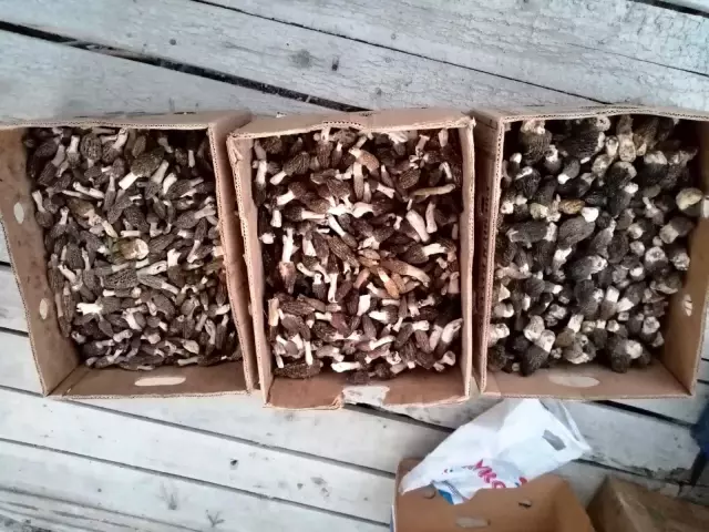 Pandemi ve yetersiz yağış kuzugöbeği mantarı rekoltesini düşürdü Pandemi ve yetersiz yağış kuzugöbeği mantarı rekoltesini düşürdü
