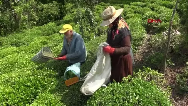 RİZE DOĞU KARADENİZ'DE YAŞ ÇAY HASADI BAŞLADI RİZE DOĞU KARADENİZ'DE YAŞ ÇAY HASADI BAŞLADI