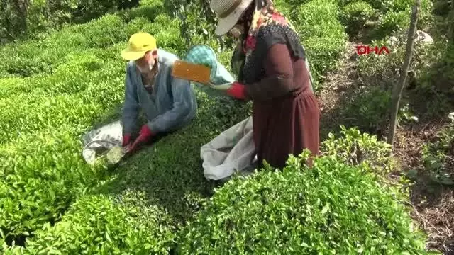 RİZE DOĞU KARADENİZ'DE YAŞ ÇAY HASADI BAŞLADI RİZE DOĞU KARADENİZ'DE YAŞ ÇAY HASADI BAŞLADI