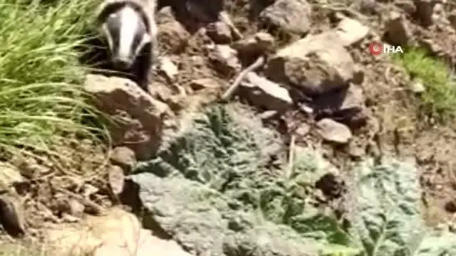 Uçkun toplamaya giden vatandaşlar porsuk görüntüledi Uçkun toplamaya giden vatandaşlar porsuk görüntüledi