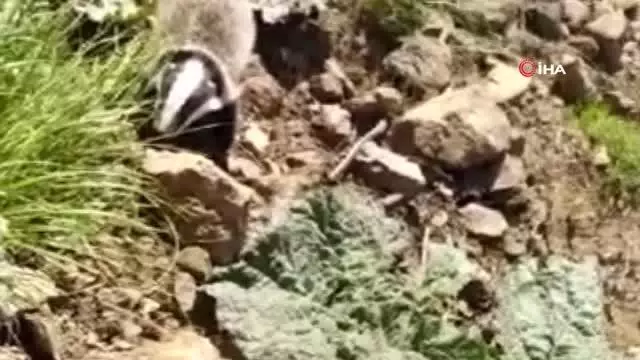 Uçkun toplamaya giden vatandaşlar porsuk görüntüledi Uçkun toplamaya giden vatandaşlar porsuk görüntüledi