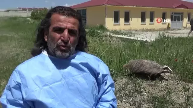 Uçkun toplamaya giden vatandaşlar porsuk görüntüledi Uçkun toplamaya giden vatandaşlar porsuk görüntüledi