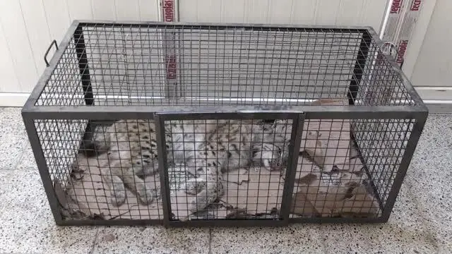Yaralı bulunan vaşak tedaviye alındı Yaralı bulunan vaşak tedaviye alındı