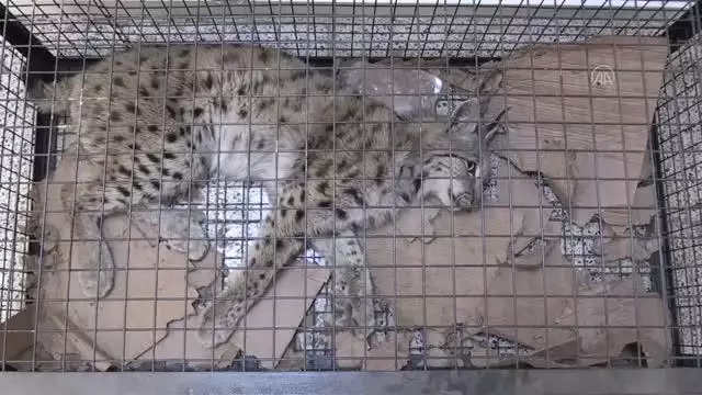 Yaralı bulunan vaşak tedaviye alındı
