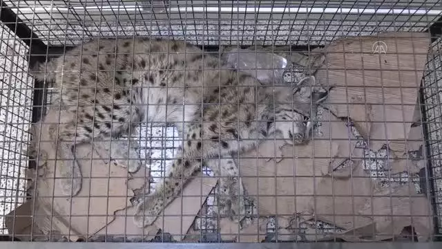 Yaralı bulunan vaşak tedaviye alındı
