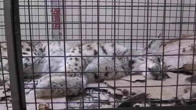 Yaralı bulunan vaşak tedaviye alındı