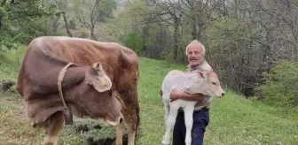 Böylesi ancak filmlerde olur! 1 inek kaybetti, üç gün sonra 2 tane buldu