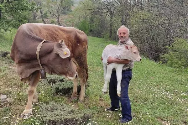 Böylesi ancak filmlerde olur! 1 inek kaybetti, üç gün sonra 2 tane buldu Böylesi ancak filmlerde olur! 1 inek kaybetti, üç gün sonra 2 tane buldu