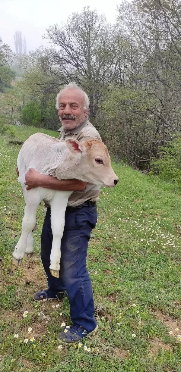 Böylesi ancak filmlerde olur! 1 inek kaybetti, üç gün sonra 2 tane buldu Böylesi ancak filmlerde olur! 1 inek kaybetti, üç gün sonra 2 tane buldu