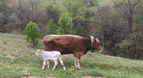 Böylesi ancak filmlerde olur! 1 inek kaybetti, üç gün sonra 2 tane buldu Böylesi ancak filmlerde olur! 1 inek kaybetti, üç gün sonra 2 tane buldu