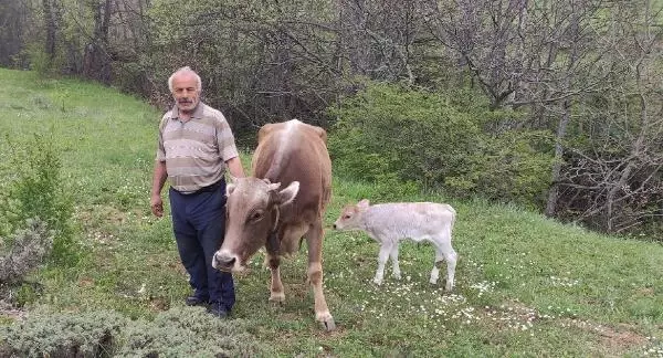 Böylesi ancak filmlerde olur! 1 inek kaybetti, üç gün sonra 2 tane buldu Böylesi ancak filmlerde olur! 1 inek kaybetti, üç gün sonra 2 tane buldu