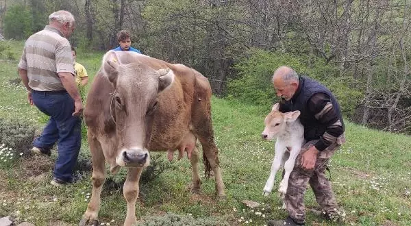 Böylesi ancak filmlerde olur! 1 inek kaybetti, üç gün sonra 2 tane buldu Böylesi ancak filmlerde olur! 1 inek kaybetti, üç gün sonra 2 tane buldu