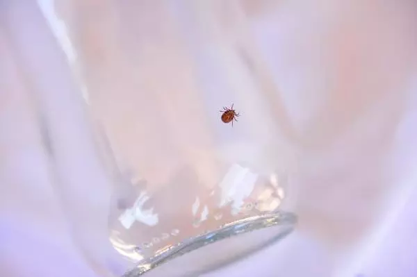 'AKREP, YILAN ISIRIĞI VAKALARINDA EMME, KESME, BUZ KOYMA GİBİ MÜDAHALELER ÖLDÜREBİLİR' 'AKREP, YILAN ISIRIĞI VAKALARINDA EMME, KESME, BUZ KOYMA GİBİ MÜDAHALELER ÖLDÜREBİLİR'