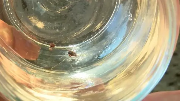 'AKREP, YILAN ISIRIĞI VAKALARINDA EMME, KESME, BUZ KOYMA GİBİ MÜDAHALELER ÖLDÜREBİLİR' 'AKREP, YILAN ISIRIĞI VAKALARINDA EMME, KESME, BUZ KOYMA GİBİ MÜDAHALELER ÖLDÜREBİLİR'