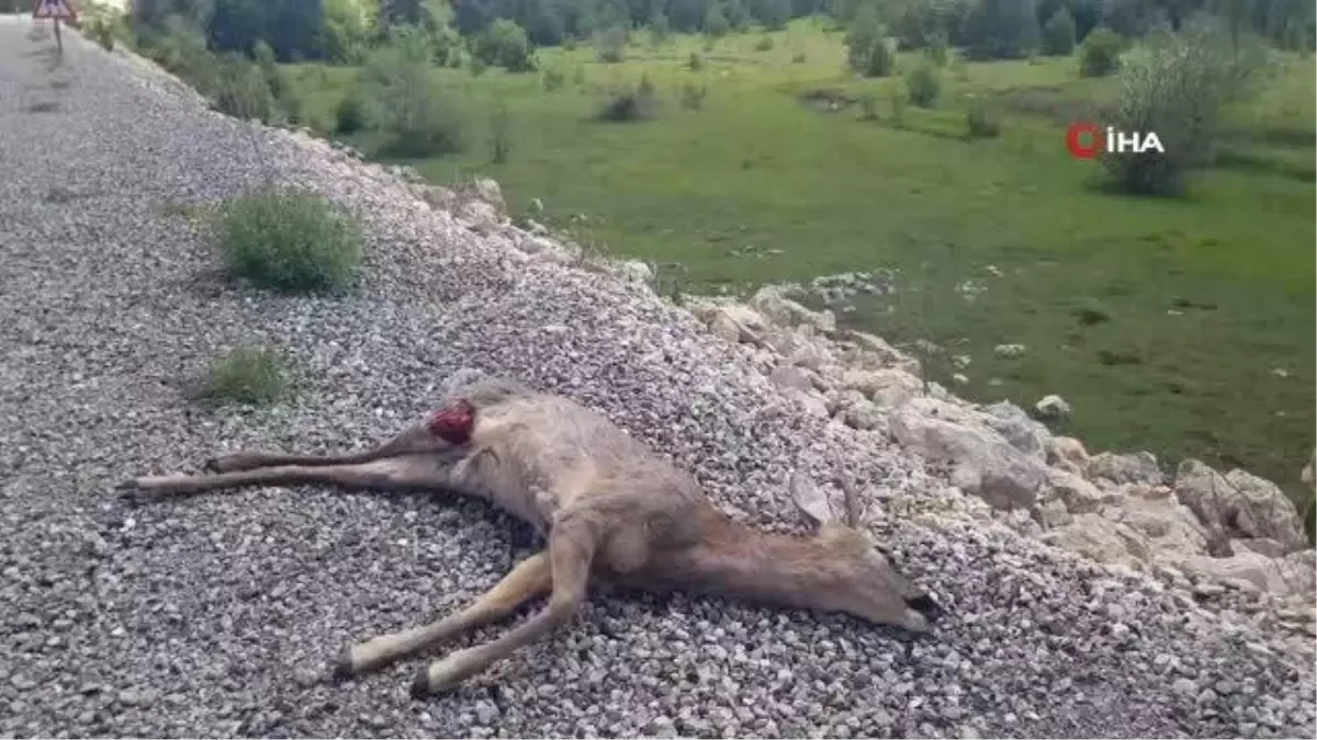 Aracın çarptığı karaca telef oldu