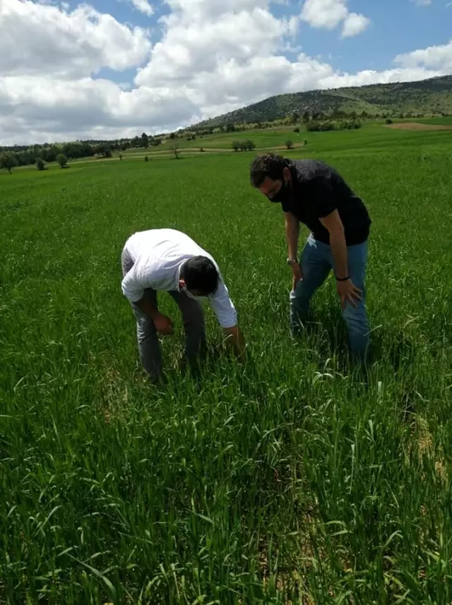 Aslanapa'da ekili alalarda fonolojik gözlem çalışmaları Aslanapa'da ekili alalarda fonolojik gözlem çalışmaları