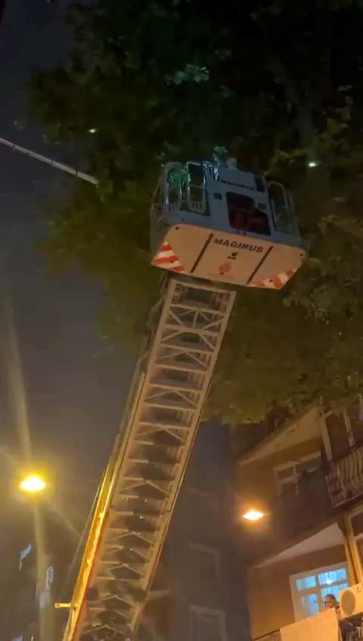 Beyoğlu'nda dallarına takıldığı ağaçta mahsur kalan yaralı Ebabil kuşu itfaiye ekipleri tarafından kurtarıldı