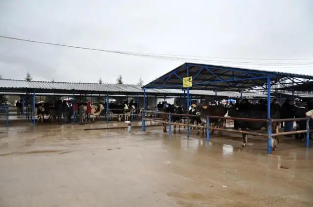 Canlı hayvan pazarı yeniden açıldı Canlı hayvan pazarı yeniden açıldı
