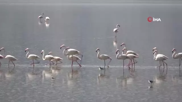 Son dakika: Çardak'ın yerleşik flamingolarından görsel şölen Son dakika: Çardak'ın yerleşik flamingolarından görsel şölen