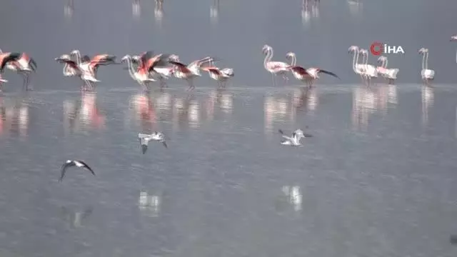 Son dakika: Çardak'ın yerleşik flamingolarından görsel şölen Son dakika: Çardak'ın yerleşik flamingolarından görsel şölen