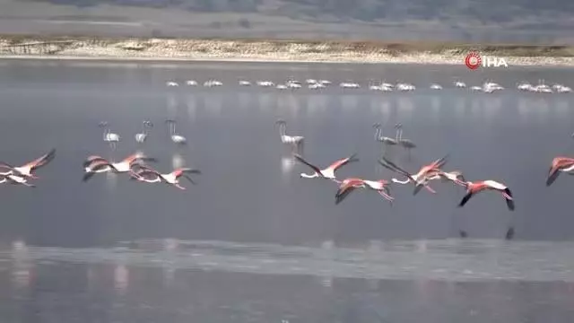 Son dakika: Çardak'ın yerleşik flamingolarından görsel şölen Son dakika: Çardak'ın yerleşik flamingolarından görsel şölen