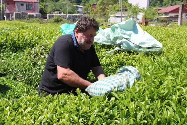 Çay üreticisi: Fiyat tatmin edici, destekleme primi artırılsın Çay üreticisi: Fiyat tatmin edici, destekleme primi artırılsın