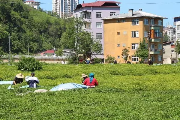 Çay üreticisi: Fiyat tatmin edici, destekleme primi artırılsın Çay üreticisi: Fiyat tatmin edici, destekleme primi artırılsın