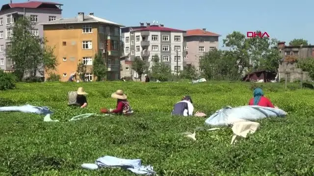 Çay üreticisi: Fiyat tatmin edici, destekleme primi artırılsın Çay üreticisi: Fiyat tatmin edici, destekleme primi artırılsın