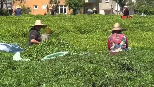 Çay üreticisi: Fiyat tatmin edici, destekleme primi artırılsın Çay üreticisi: Fiyat tatmin edici, destekleme primi artırılsın