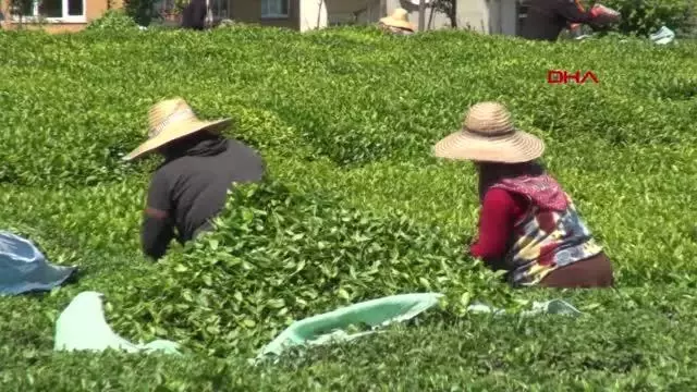 Çay üreticisi: Fiyat tatmin edici, destekleme primi artırılsın Çay üreticisi: Fiyat tatmin edici, destekleme primi artırılsın