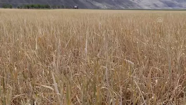 Çiftçiler kuraklık nedeniyle endişe yaşıyor