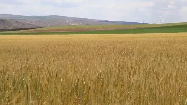 Çiftçiler kuraklık nedeniyle endişe yaşıyor