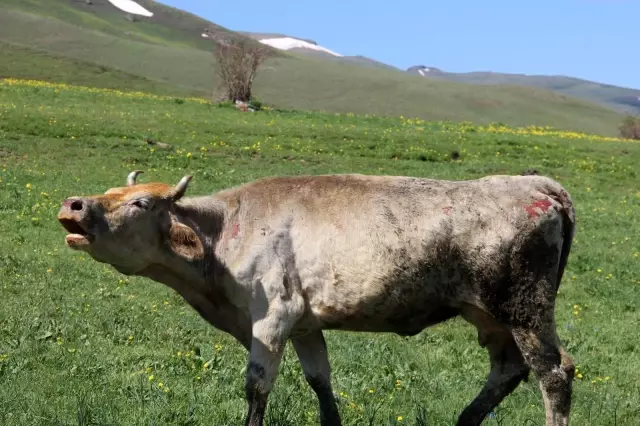 Son dakika haber: Erzurum'da feci yangın: 9 kişi yaralandı, 7 hayvan telef oldu