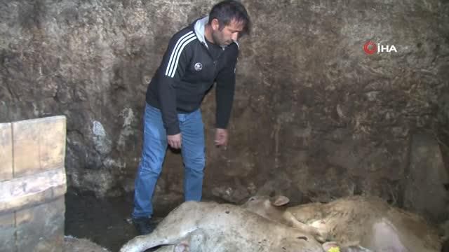 Erzurum'da feci yangın: 9 kişi yaralandı, 7 hayvan telef oldu Erzurum'da feci yangın: 9 kişi yaralandı, 7 hayvan telef oldu