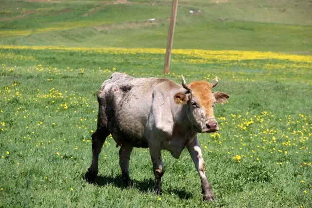 Son dakika haber: Erzurum'da feci yangın: 9 kişi yaralandı, 7 hayvan telef oldu