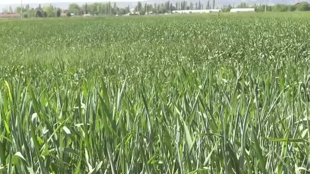 ESKİŞEHİR - Çiftçiler Cumhurbaşkanı Erdoğan'ın açıkladığı hububat alım fiyatlarını memnuniyetle karşıladı ESKİŞEHİR - Çiftçiler Cumhurbaşkanı Erdoğan'ın açıkladığı hububat alım fiyatlarını memnuniyetle karşıladı